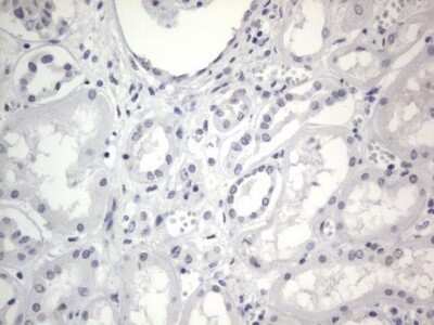 Immunohistochemistry: A2BP1 Antibody (OTI4F9) - Azide and BSA Free [NBP2-71965] - Analysis of Human Kidney tissue. (Heat-induced epitope retrieval by 1 mM EDTA in 10mM Tris, pH8.5, 120C for 3min)