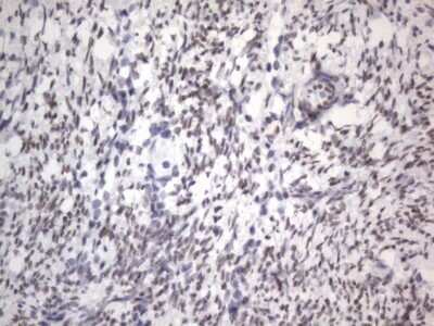 Immunohistochemistry: A2BP1 Antibody (OTI4F9) - Azide and BSA Free [NBP2-71965] - Analysis of Human Ovary tissue. (Heat-induced epitope retrieval by 1 mM EDTA in 10mM Tris, pH8.5, 120C for 3min)