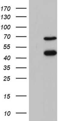 Western Blot: A2BP1 Antibody (OTI4F9) - Azide and BSA Free [NBP2-71965] - Analysis of HEK293T cells were transfected with the pCMV6-ENTRY control (Left lane) or pCMV6-ENTRY A2BP1.