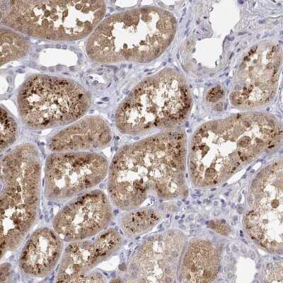 Immunohistochemistry-Paraffin: A2LD1 Antibody [NBP2-38064] - Staining of human kidney shows high expression.