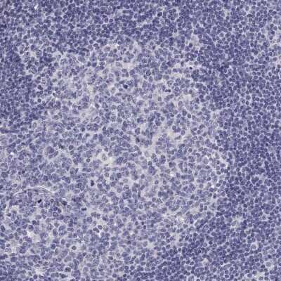 Immunohistochemistry-Paraffin: A2LD1 Antibody [NBP2-38064] - Staining of human lymph node shows low expression as expected.