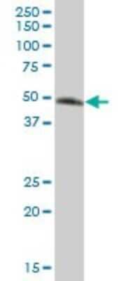 Western Blot: A33/GPA33 Antibody [H00010223-B01] - Analysis of GPA33 expression in human colon.