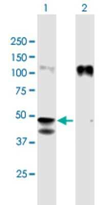 Western Blot: A33/GPA33 Antibody [H00010223-B01] - Analysis of GPA33 expression in transfected 293T cell line. Lane 1: GPA33 transfected lysate (35.09 KDa). Lane 2: Non-transfected lysate.