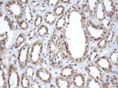 Immunohistochemistry: A4GNT Antibody (OTI2H9) - Azide and BSA Free [NBP2-71905] - Analysis of Human Kidney tissue.