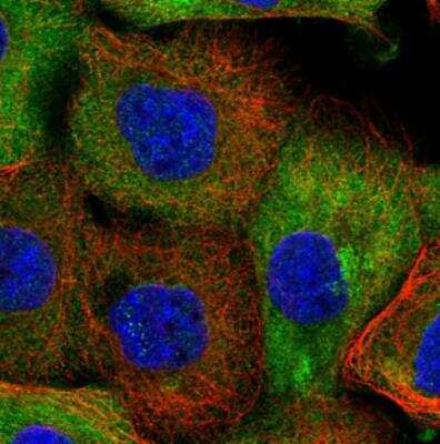 Immunocytochemistry/Immunofluorescence: AADACL1 Antibody [NBP1-90294] - Staining of human cell line.