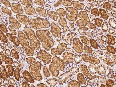 Immunohistochemistry-Paraffin: AADACL4 Antibody [NBP3-06223] - Immunochemical staining of human AADACL4 in human kidney with rabbit polyclonal antibody at 1:500 dilution, formalin-fixed paraffin embedded sections.