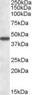 Western Blot: alpha-Aminoadipate Aminotransferase Antibody [NB110-99587] -  (1ug/ml) staining of Human Liver lysate (35ug protein in RIPA buffer). Primary incubation was 1 hour. Detected by chemiluminescence.