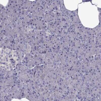 Immunohistochemistry-Paraffin: AAK1 Antibody [NBP1-84111] - Staining of human pancreas shows low expression as expected.