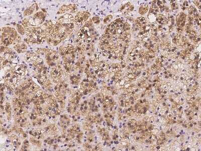 Immunohistochemistry-Paraffin: AAMDC Antibody [NBP2-97175] - Immunochemical staining of human AAMDC in human adrenal gland with rabbit polyclonal antibody at 1:300 dilution, formalin-fixed paraffin embedded sections.
