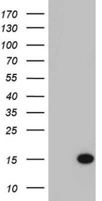 Western Blot: AAMDC Antibody (OTI1C4) - Azide and BSA Free [NBP2-71840] - Analysis of HEK293T cells were transfected with the pCMV6-ENTRY control (Left lane) or pCMV6-ENTRY C11orf67.