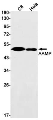 Western Blot: AAMP Antibody (S01-8F4) [NBP3-19552] - Western blot detection of AAMP in C6, Hela cell lysates using NBP3-19552 (1:1000 diluted). Predicted band size: 47kDa. Observed band size: 47kDa.