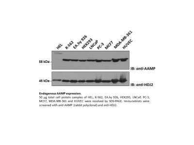 Western Blot: AAMP Antibody [24430002] - AAMP Expression Analysis. Image from verified customer review.