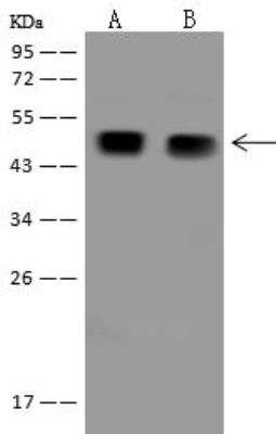 Western Blot AAMP Antibody - BSA Free