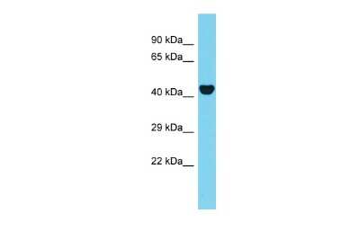 Western Blot AAR2 Antibody - BSA Free