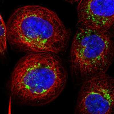 Immunocytochemistry/ Immunofluorescence AARS2 Antibody - BSA Free