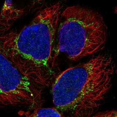 Immunocytochemistry/Immunofluorescence: AARS2 Antibody [NBP2-55710] - Staining of human cell line HEK 293 shows localization to mitochondria.
