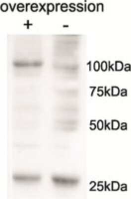 Western Blot AARS2 Antibody