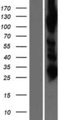 Western Blot: AARS2 Overexpression Lysate (Adult Normal) [NBP2-06620] Left-Empty vector transfected control cell lysate (HEK293 cell lysate); Right -Over-expression Lysate for AARS2.