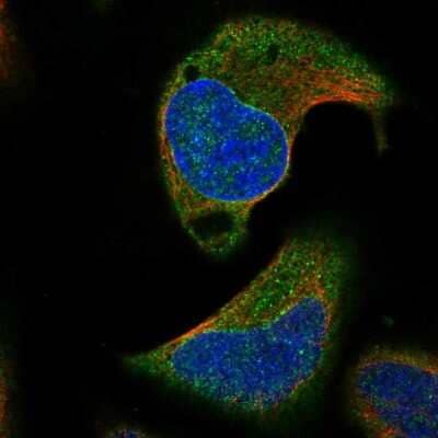 Immunocytochemistry/ Immunofluorescence AARSD1 Antibody