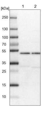 Western Blot AARSD1 Antibody