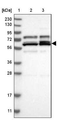 Western Blot: AARSD1 Antibody [NBP1-81145] - Lane 1: Marker  [kDa] 230, 130, 95, 72, 56, 36, 28, 17, 11.  Lane 2: Human cell line RT-4.  Lane 3: Human cell line U-251MG sp