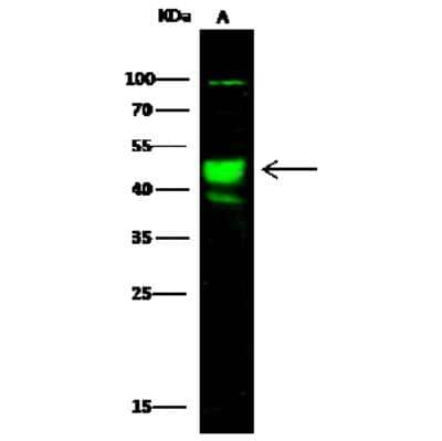 Western Blot: AARSD1 Antibody [NBP3-00270] - Anti-AARSD1 rabbit polyclonal antibody at 1:500 dilution. Lane A: HeLa Whole Cell Lysate. Lysates/proteins at 30 ug per lane. Secondary Goat Anti-Rabbit IgG H&L (Dylight 800) at 1/10000 dilution. Developed using the Odyssey technique. Performed under reducing conditions. Predicted band size: 45 kDa. Observed band size: 45 kDa (We are unsure as to the identity of these extra bands).