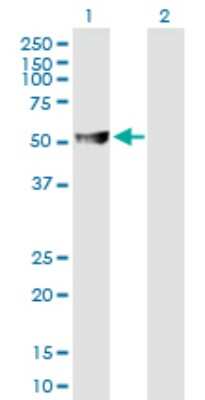 Western Blot: ABAT Antibody [H00000018-B01P] - Analysis of ABAT expression in transfected 293T cell line by ABAT polyclonal antibody.  Lane 1: ABAT transfected lysate(55 KDa). Lane 2: Non-transfected lysate.