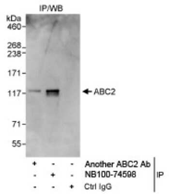 Immunoprecipitation: ABC2 Antibody [NB100-74598] - Detection of Human ABC2 on HeLa whole cell lysate using NB100-74598. ABC2 was also immunoprecipitated by another rabbit anti-ABC2 antibody.