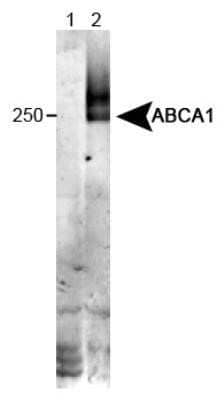 Western Blot: ABCA1 Antibody (HJ1) - Azide and BSA Free [NBP2-80554] - Detection of ABCA1 in wildtype liver tissue (in RIPA) Lane 1: KO mouse liver tissue. Lane 2: WT mouse liver tissue. Image from the standard format of this antibody.