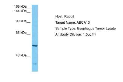 Western Blot ABCA10 Antibody - BSA Free