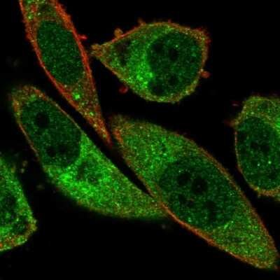 Immunocytochemistry/ Immunofluorescence ABCA13 Antibody - BSA Free