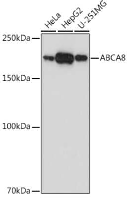 Western Blot: ABCA8 Antibody [NBP3-16046] - Analysis of extracts of various cell lines, using ABCA8 antibody (NBP3-16046) at 1:1000 dilution. Secondary antibody: HRP Goat Anti-Rabbit IgG (H+L) at 1:10000 dilution. Lysates/proteins: 25ug per lane. Blocking buffer: 3% nonfat dry milk in TBST. Detection: ECL Basic Kit. Exposure time: 180s.