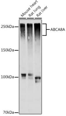Western Blot ABCA8A Antibody - Azide and BSA Free