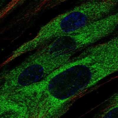 Immunocytochemistry/ Immunofluorescence ABCA9 Antibody - BSA Free