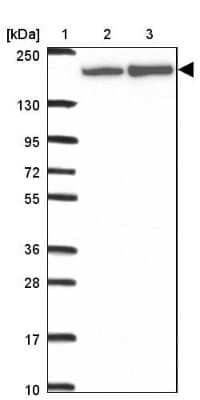 Western Blot ABCA9 Antibody - BSA Free