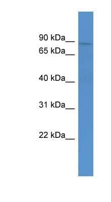 Western Blot: ABCB10 Antibody [NBP1-69066] - Mouse Spleen lysate, concentration 0.2-1 ug/ml.