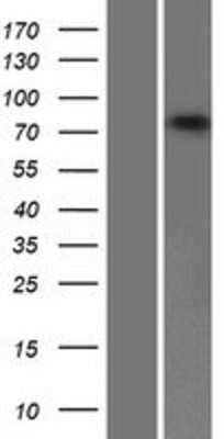Western Blot: ABCB10 Overexpression Lysate (Adult Normal) [NBP2-07495] Left-Empty vector transfected control cell lysate (HEK293 cell lysate); Right -Over-expression Lysate for ABCB10.