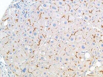 Immunohistochemistry-Paraffin: ABCB11 Antibody (IHC518) [NBP2-75980] - Staining of ABCB11 Antibody (IHC518) in liver.