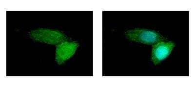 Immunocytochemistry/Immunofluorescence: ABCB11 Antibody [NBP1-31824] - Sample: A431 cells were fixed in iced-cold MeOH for 5 min. Green: ABCB11 protein stained by BSEP antibody, Internal diluted at 1:500. Blue: Hoechst 33343 staining.