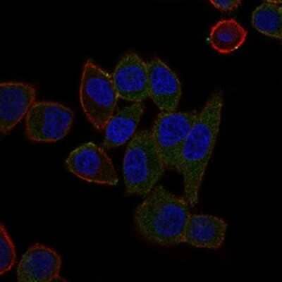 Immunocytochemistry/Immunofluorescence: ABCB5 Antibody (5H3C6) [NBP2-22213] - Analysis of HepG2 cells using ABCB5 mouse mAb (green). Blue: DRAQ5 fluorescent DNA dye. Red: Actin filaments have been labeled with Alexa Fluor-555 phalloidin.