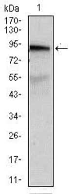 Western Blot: ABCB5 Antibody (5H3C6) [NBP2-22213] - Analysis using ABCB5 mouse mAb against A431 (1) cell lysate.