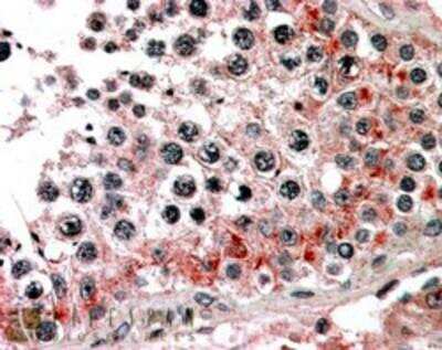 Immunohistochemistry-Paraffin: ABCB9 Antibody [NB300-865] - (3.8ug/ml) staining of paraffin embedded Human Testis. Steamed antigen retrieval with citrate buffer pH 6, AP-staining