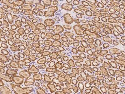 Immunohistochemistry-Paraffin: ABCB9 Antibody [NBP2-97176] - Immunochemical staining of human ABCB9 in human kidney with rabbit polyclonal antibody at 1:100 dilution, formalin-fixed paraffin embedded sections.