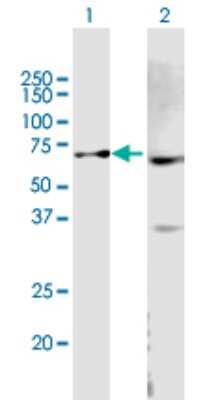 Western Blot: ABCB9 Antibody [H00023457-B02P] - Analysis of ABCB9 expression in transfected 293T cell line by ABCB9 polyclonal antibody.  Lane 1: ABCB9 transfected lysate(66.20 KDa). Lane 2: Non-transfected lysate.