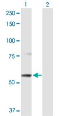 Western Blot: ABCB9 Antibody [H00023457-D01P] - Analysis of ABCB9 expression in transfected 293T cell line by ABCB9 polyclonal antibody.Lane 1: ABCB9 transfected lysate(66.20 KDa).Lane 2: Non-transfected lysate.