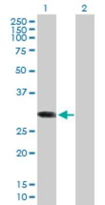 Western Blot: ABCC10 Antibody [H00089845-B01P] - Analysis of ABCC10 expression in transfected 293T cell line by ABCC10 polyclonal antibody.  Lane 1: ABCC10 transfected lysate(31.02 KDa). Lane 2: Non-transfected lysate.