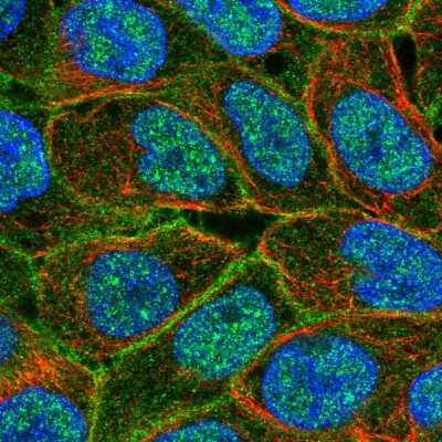 Immunocytochemistry/Immunofluorescence: ABCC5 Antibody [NBP2-55479] - Staining of human cell line RT4 shows localization to nucleoplasm, plasma membrane & cell junctions.