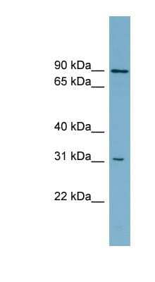 Western Blot: ABCD2 Antibody [NBP1-59808] - THP-1 cell lysate, concentration 0.2-1 ug/ml.