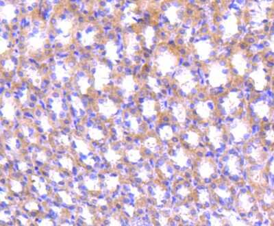 Immunohistochemistry-Paraffin: ABCF1 Antibody (SN07-12) [NBP2-67698] - Analysis of paraffin-embedded rat stomach tissue using anti-ABCF1 antibody. Counter stained with hematoxylin.