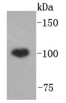 Western Blot: ABCF1 Antibody (SN07-12) [NBP2-67698] - Analysis of ABCF1 on Hela lysates using anti-ABCF1 antibody at 1/1,000 dilution.